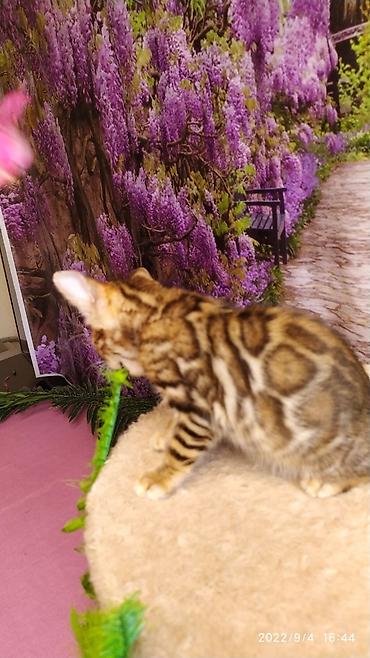 Продажа кошек: Красивейшие Бенгальские котята 3мес девочки и мальчики. Проф питомник at lalafo.kg — 12 Продажа кошек: Красивейшие Бенгальские котята 3мес девочки и мальчики. Проф питомник — 12