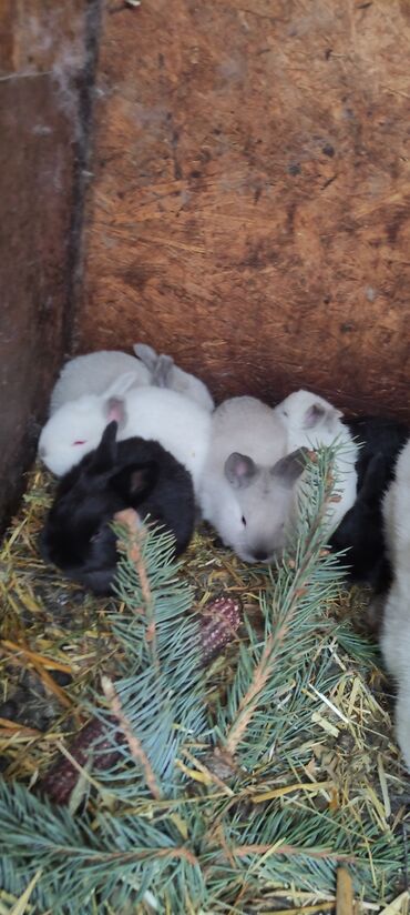 Кролики: Продаю | Крольчата — 4