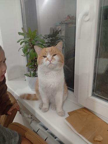 Отдам даром кошку: 2 года, Мальчик — 1