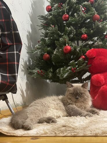 Pişiklər: Şotland uzun tüklü, Erkək, Cütləşmə üçün, Ünvandan götürmə — 9