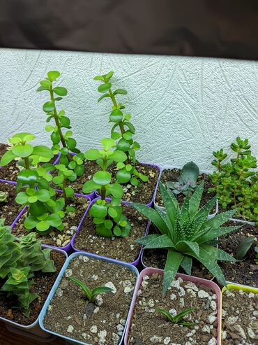 Otaq bitkiləri: Sukkulentlər. Sağlam və dözümlü bitkilərdi. Uzun müddət susuz qala -da lalafo.az — 8 Otaq bitkiləri: Sukkulentlər. Sağlam və dözümlü bitkilərdi. Uzun müddət susuz qala — 8