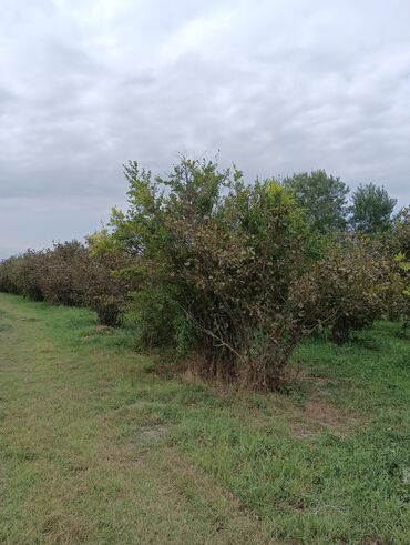 Ağaclar: Məhsul: Fındıq bağı və gilas bağı Təsvir: 1.20 Ha ərazidə 12illik — 16