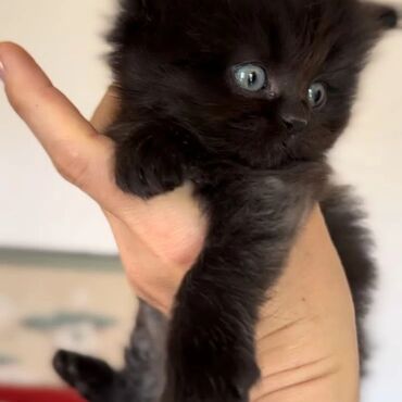 ag pisik qiymeti: Шотландские котята . Родились 19 марта. Цена 200 Ман. Реальному