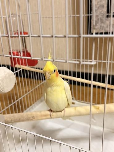 qara toyuq quşu: Məhsul: Sarı rəngli nimfa (cockatiel) tutuquşu Təsvir: - Gözoxşayan — 2