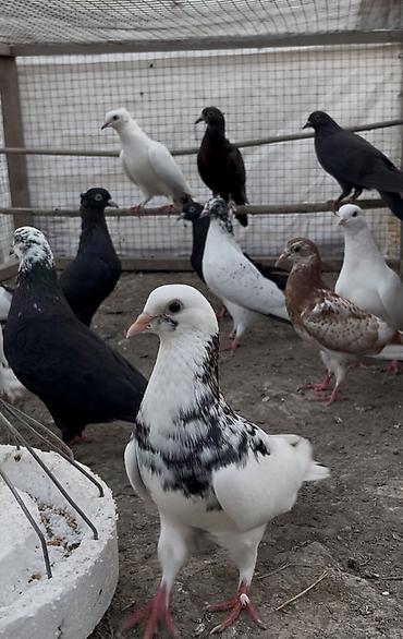 cex qus: Göyerçinler satılır 12 göyerçin. Tek tek satılmır — 7