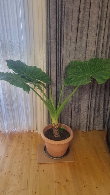 цветок заячьи ушки: Böyük ölçülü otaq bitkisi – Alocasia/Fil qulağı - Bitki: geniş
