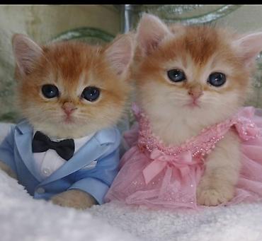 Pişiklər: Qızıl şinşilla, Erkək, Dişi — 8