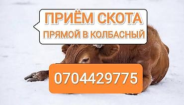 кошка породистый: Колбасный цех : Коровы, быки, | На забой, на мясо — 1