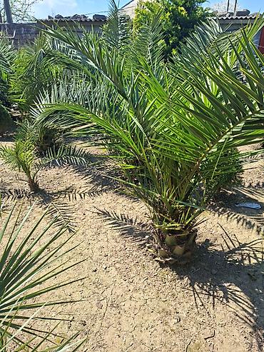 Ağaclar: Ağac, gullerin satişi — 12