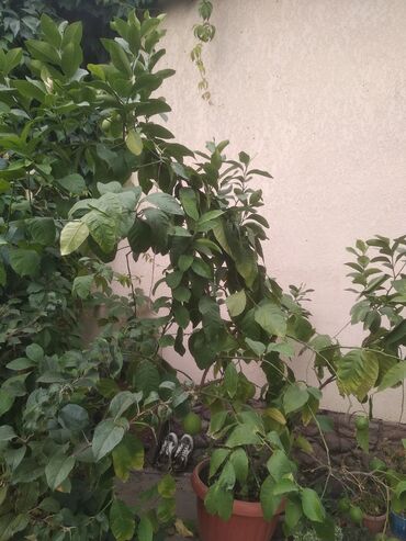 Продаю плодоносящее лимонное дерево, высота около трёх метров