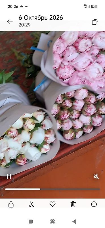 Пион: Акция!Корни пионов! Здравствуйте! Продаются 1000 шт корни пионов оптом — 21