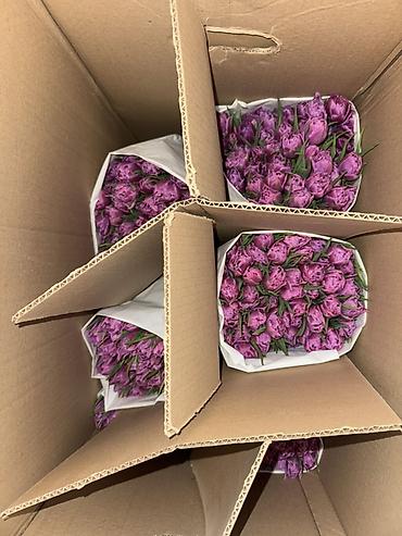 Букеты из живых цветов: Премиальные импортные тюльпаны Привозные тюльпаны лучшего качества — 4