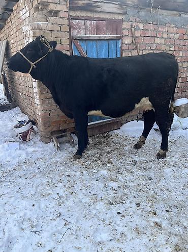 Коровы, быки: Продаю | Корова (самка) | Для молока | Привязанные — 5