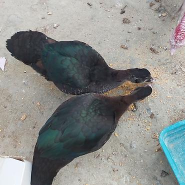pitbull balaları: Zümrüd ayın 2si çıxmış balalar 10 manat və 3 aylığ zümrüd 25 manat — 3