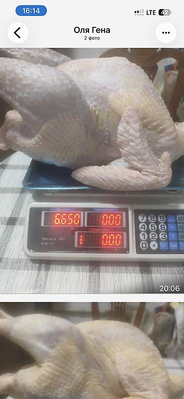 Домашняя тушка индейки, охлаждённая, выпотрошенная и полностью