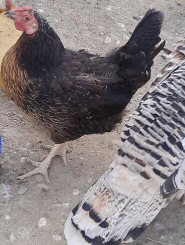 Digər quşlar: 1 toyuq 9 eded 5 aylıq çolpa 6 eded 3 aylıq çolpalar 110 manat