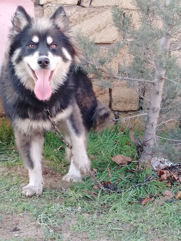 balaca itlərin satışı: Alabay, 6 ay, Erkek, Peyvəndli, Ünvandan götürmə, Ödənişli çatdırılma, Rayonlara çatdırılma