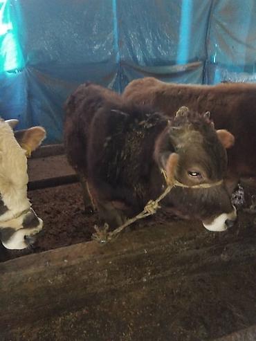 Коровы, быки: Продаю | Бык (самец) | Полукровка | На откорм | Привязанные — 9