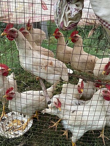 бролерные куры: Продаю | Куры | Для разведения — 2