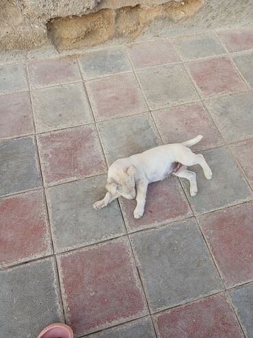 İtlər: Balaca, krem rəngli it balası Xüsusiyyətlər: - Ağımtıl/krem rəngli — 10