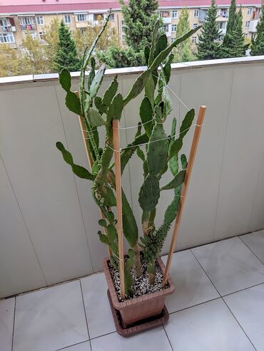 Digər bitkilər: Opunsiya. Opuntia Monacantha. Hündürlük təxmini 130 sm. İlboyu açıq