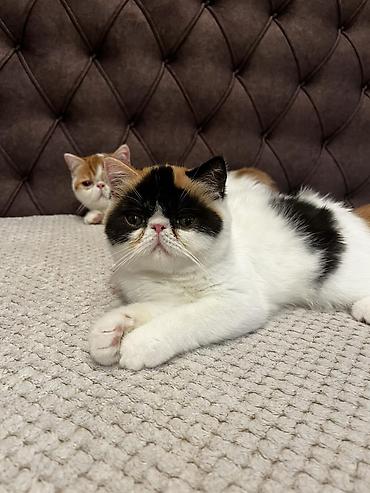 brod za prihranu ribe: Na prodaju egzotični kratkodlaki mačići (Exotic Shorthair) — 4