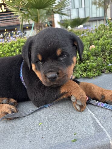 İtlər: Rotveyler, 1 ay, Erkek -da lalafo.az — 13 İtlər: Rotveyler, 1 ay, Erkek — 13
