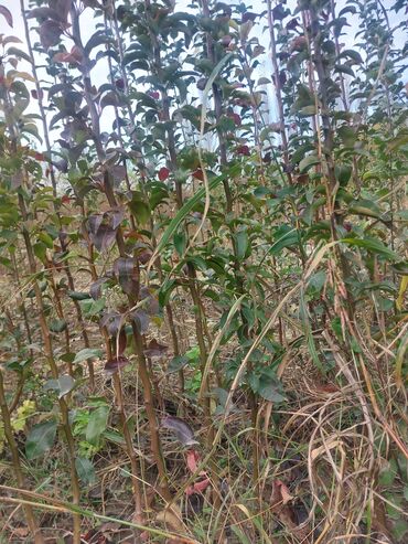 Tinglər: Məhsul: Armud tingləri və meyvəlik ağaclar - Növ: Armud (şəkildə — 14