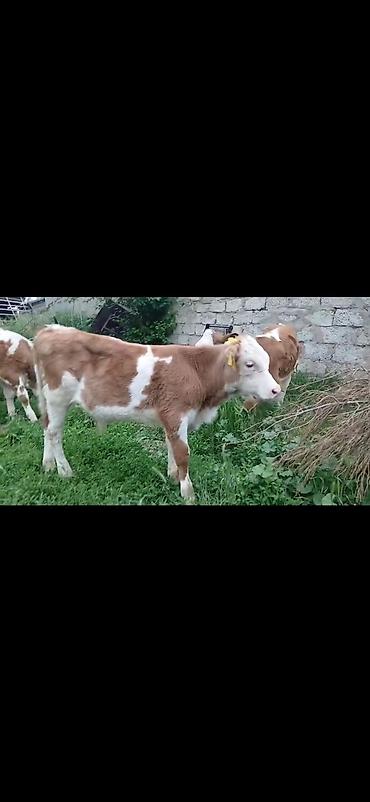 Dana, buzov: Satışda: simmental tipli erkək buzovlar - Rəng: ağ-qəhvəyi ləkəli - — 11