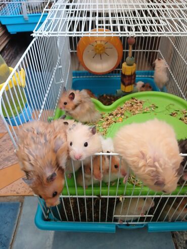 arpa bugda: Angora növ xamyak hemstr mehriban növüdür dinləyirlər uzun tükləri