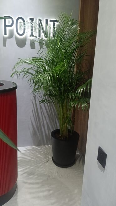 Şitillər: Qazon landşaft #qazon #torf #torf250litrlik Ekolayf #ekolayf balaken — 14