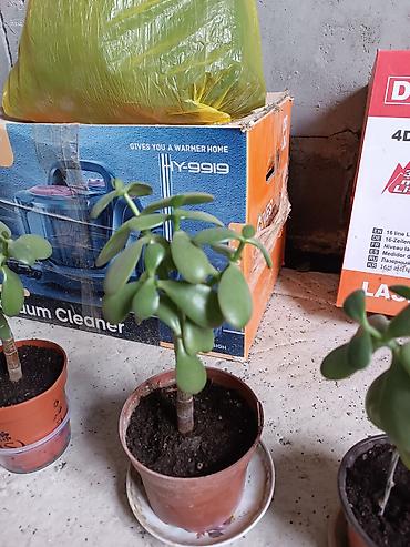 Диффенбахии: Диффенбахия и денежное дерево (толстянка) в горшках Что предлагается — 5