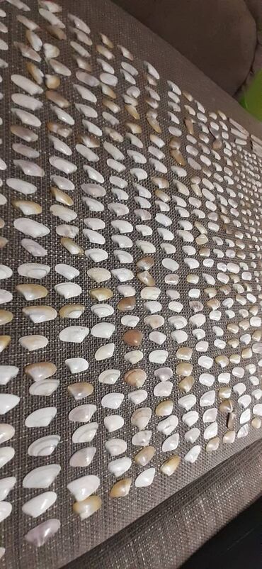 Ostali predmeti za umetnost i kolekcionarstvo: Velika kolekcija morskih školjki – razvrstane po veličini i obliku — 8