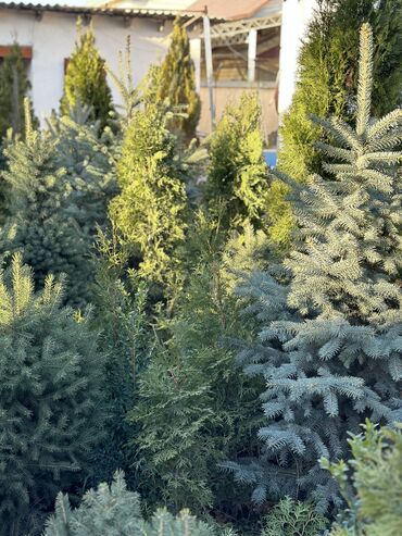 Декоративные деревья: Саженцы деревьев: Ели, Платная доставка, Самовывоз — 2