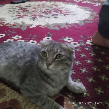 дом для кота: Скотиш Фолд (Шотландская вислоухая), 2 года, Мальчик, Серый, Приучена к лотку, Проглистована, С прививками