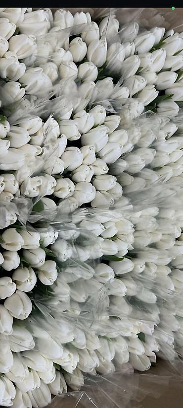 Другие комнатные растения: ОПТОМ Цикламен в горшке — комнатное цветущее растение. Описание: - — 12