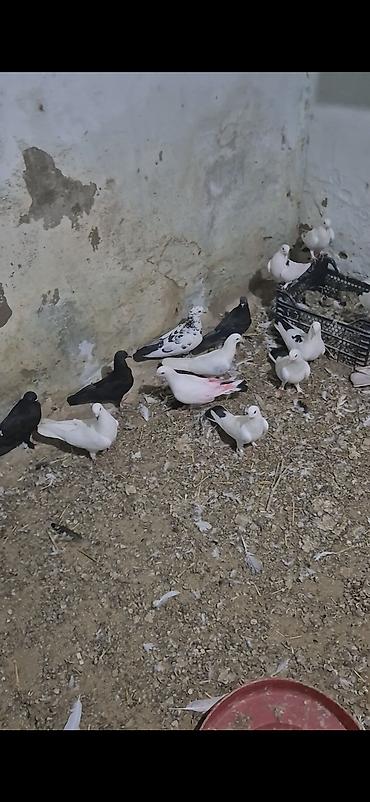 heyvanlar quşlar: 15dənə tutulma heyvandı 5 manatdan ünvan bakı naxçıvanski 070. 232 32 — 8
