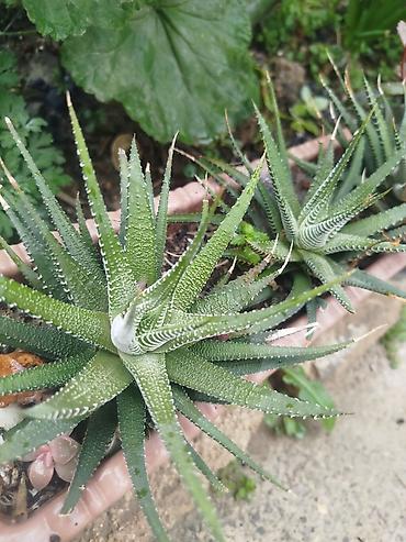 sukkulent: Məhsul: Sukkulentlər – Haworthia (zolaqlı növ) və Aeonium — 1