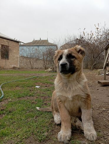 İtlər: Alabay, 3 ay, Dişi, Ünvandan götürmə, Ödənişli çatdırılma, Rayonlara çatdırılma