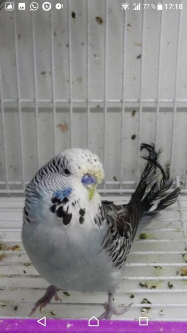 Tutuquşları: Quşlar satlır karella bülbül,fişer,nerazlucnik və sayri münasib — 21