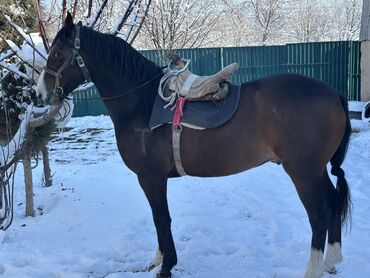 Лошади, кони: Продаю | Конь (самец) | Рабочий — 4