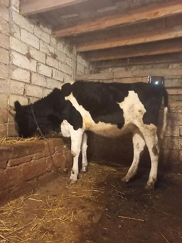 mal satisi: Salam. cox tecili öz heyetmin 4 baş damazliq mallari satilir bu — 1
