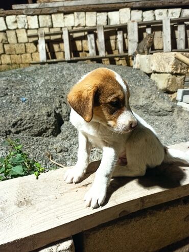 itlət: Qurdbasar, 1 ay, Erkek, Peyvəndli, Ünvandan götürmə, Ödənişli çatdırılma