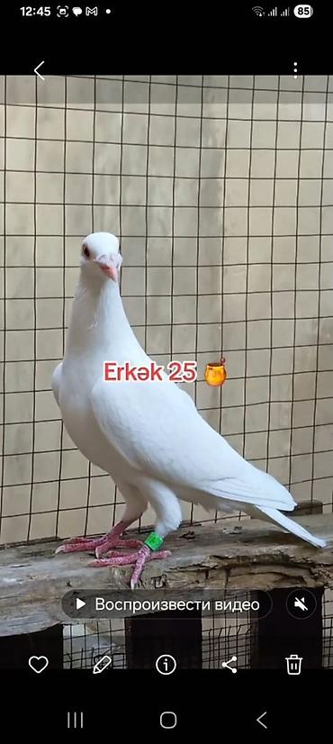 Göyərçinlər: 🐦 Uzaq Məsafəyə Uçan Göyərçinlər Satılır! 2 ədəd erkək göyərçin — 8