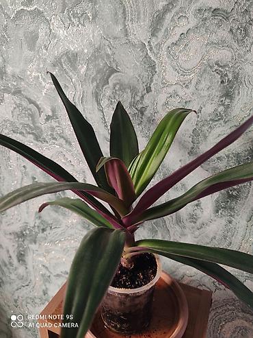 Другие комнатные растения: Комнатные цветы, растения. РАСПРОДАЮ ОСТАТКИ ПО 100 сом есть и — 30