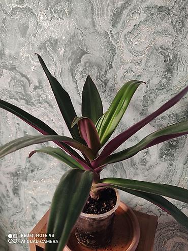 Другой декор и предметы интерьера: Цветы распродажа от 100 сом остатки до 1300 сом. Живу рядом с Дордой — 27