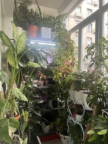 Фикусы: Фикус Бенджамина в напольных кашпо - Два взрослых деревца в отдельных — 47