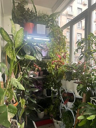 Монстеры: Монстера вариегатная (Monstera deliciosa variegata) — комнатное — 21