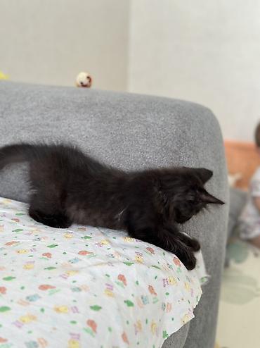 кошку: Кошка даром: Беспородная, 2 месяца, Мальчик, Приучена к лотку — 4