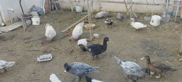 Ördəklər: Həm kəsilməli həm də damazlıq original təmiz cins lal ördəklər ( — 19